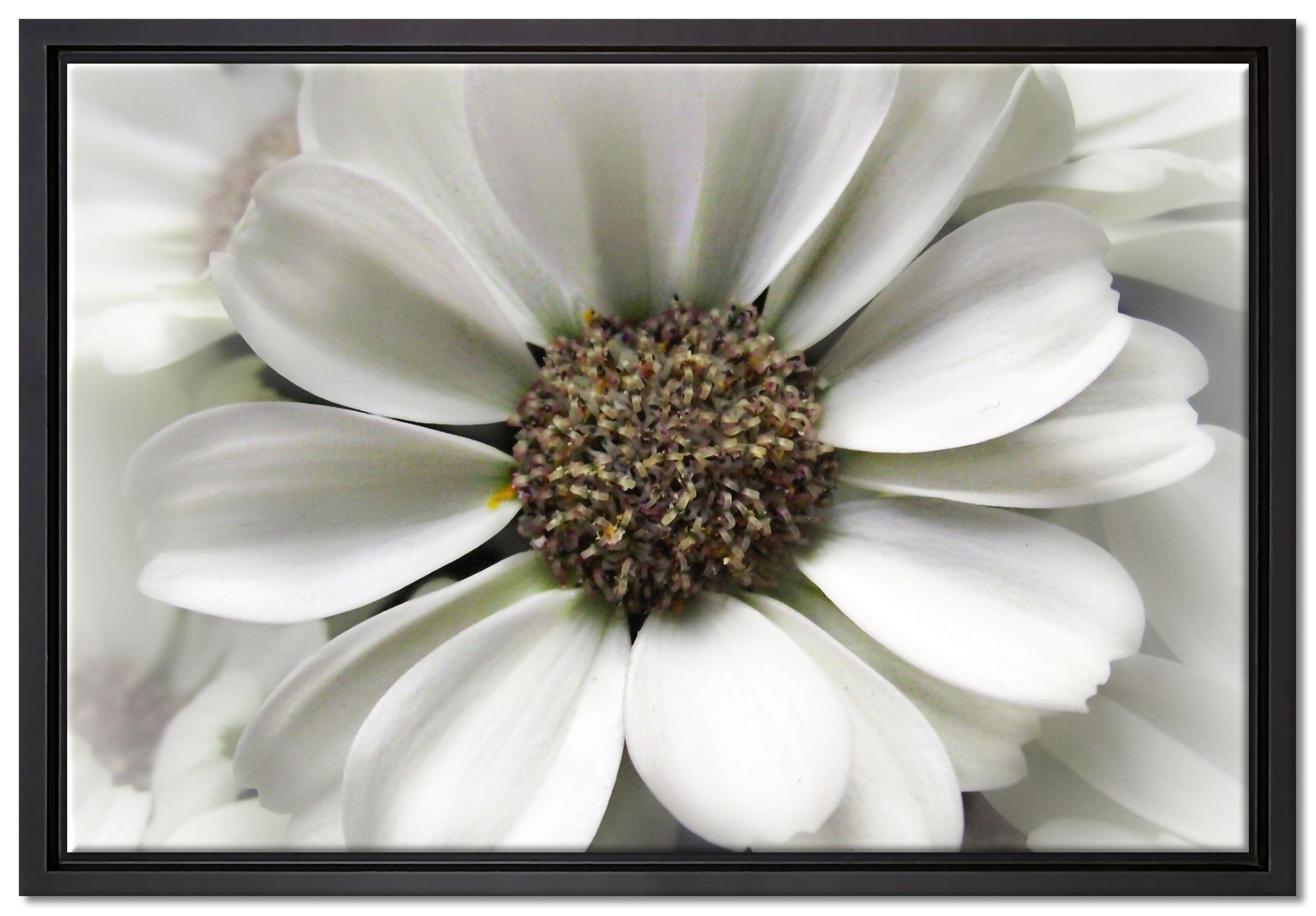 Pixxprint Leinwandbild kleine weiße zarte Blüte, Wanddekoration (1 St), Leinwandbild fertig bespannt, in einem Schattenfugen-Bilderrahmen gefasst, inkl. Zackenaufhänger