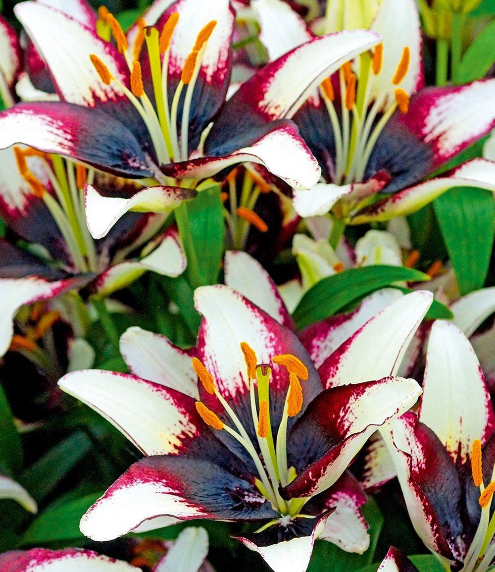 BALDUR Garten Blumenzwiebeln Lilie 'Netty´s Pride', Liliengewächse, winterhart, mehrjährig, pflegeleicht