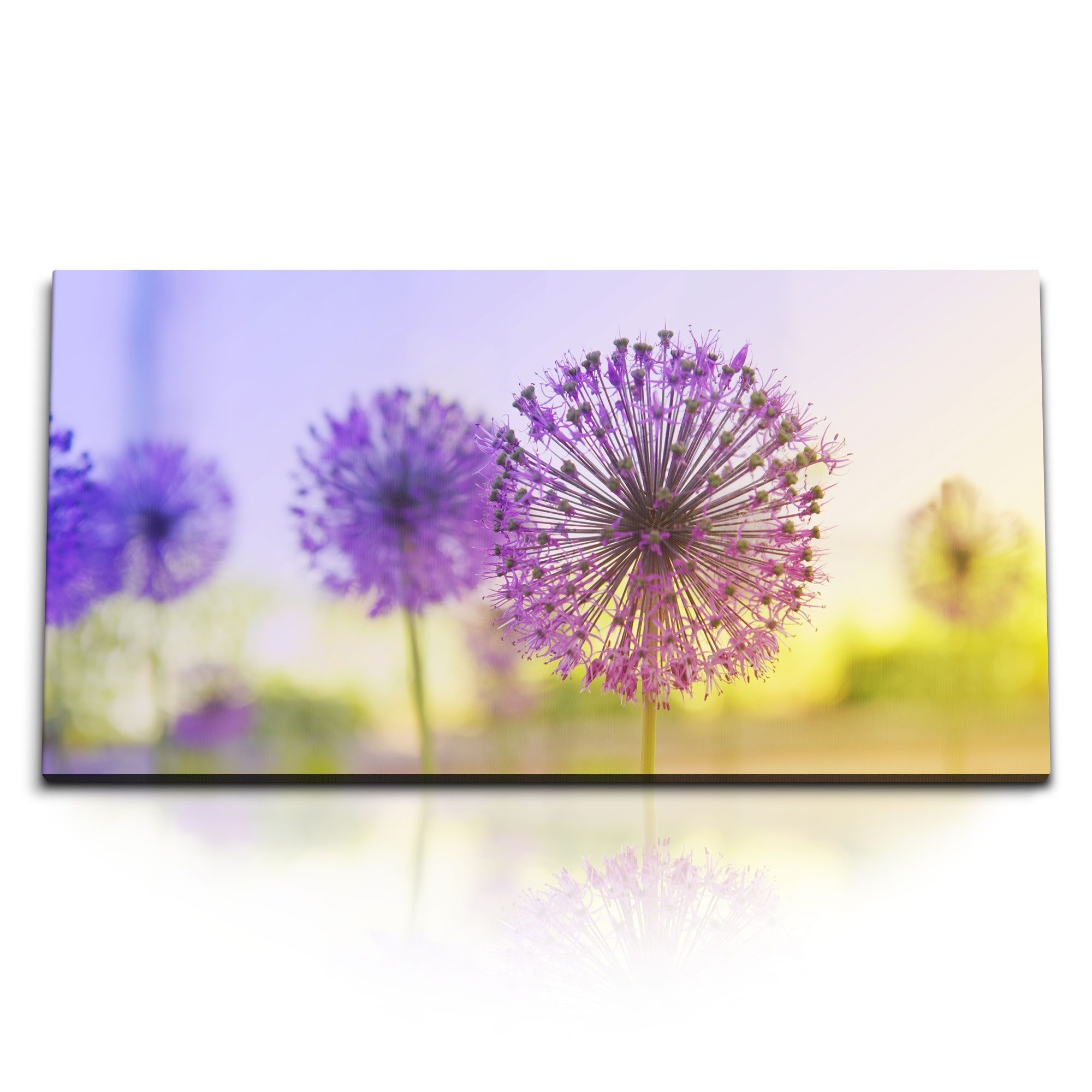 Leinwandbild Kunstdruck Bilder 120x60cm Pusteblume Sonnenuntergang Sommer Blumen Vi