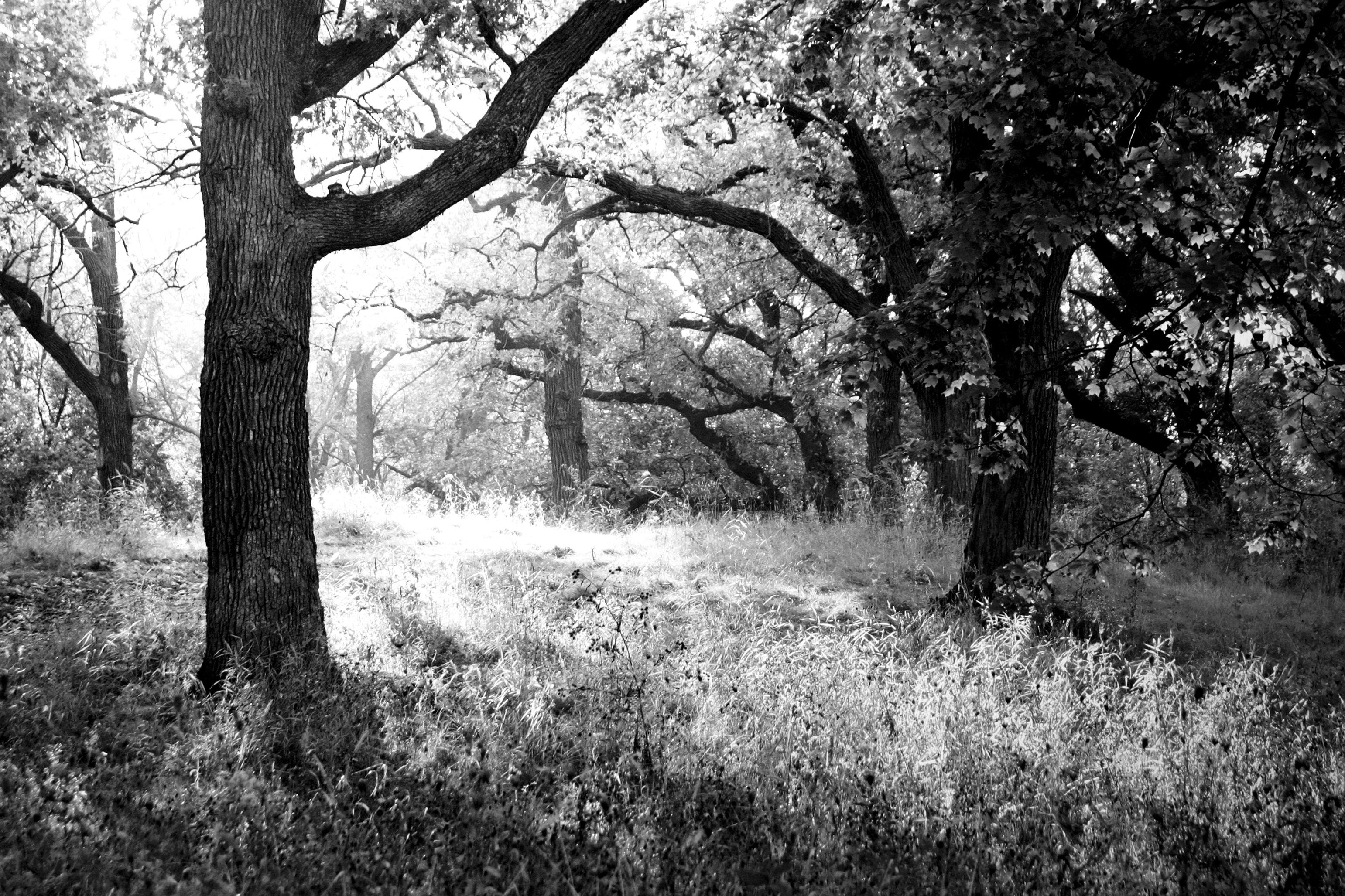 Wald Papermoon Weiß Schwarz Fototapete &