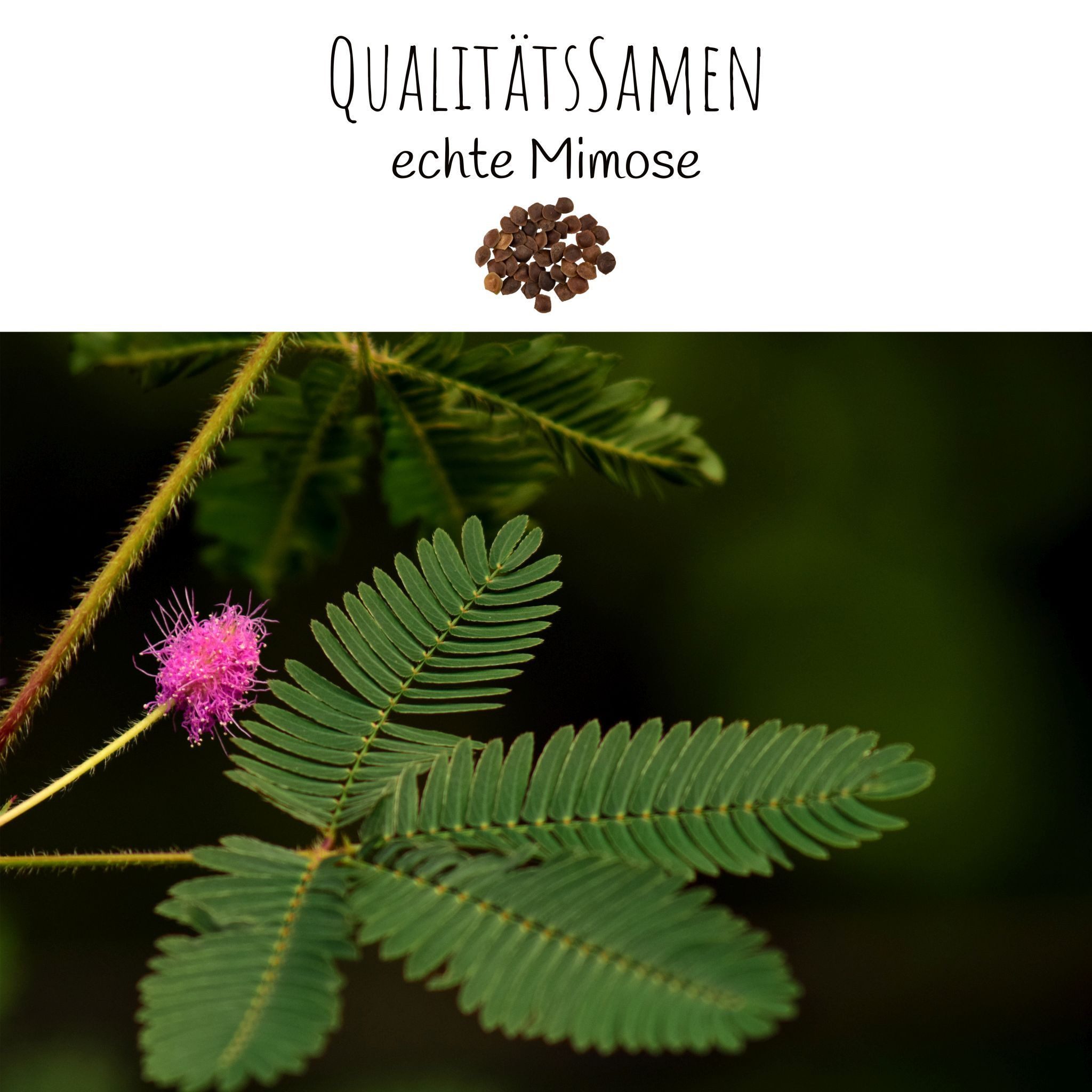 HappySeed Blumensamen Echte Mimose Samen - Mimosa Pudica, Blumen günstig online kaufen
