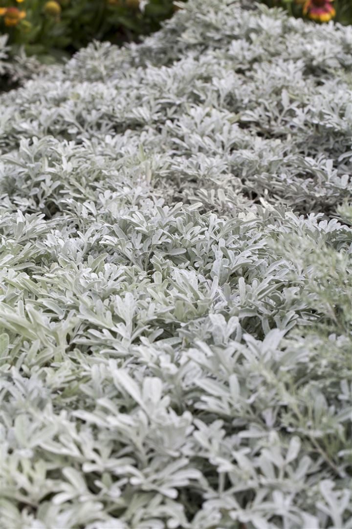 Pflanzen für Dich Staude Artemisia stelleriana Mori, 1 St., Edelraute, Silberkraut