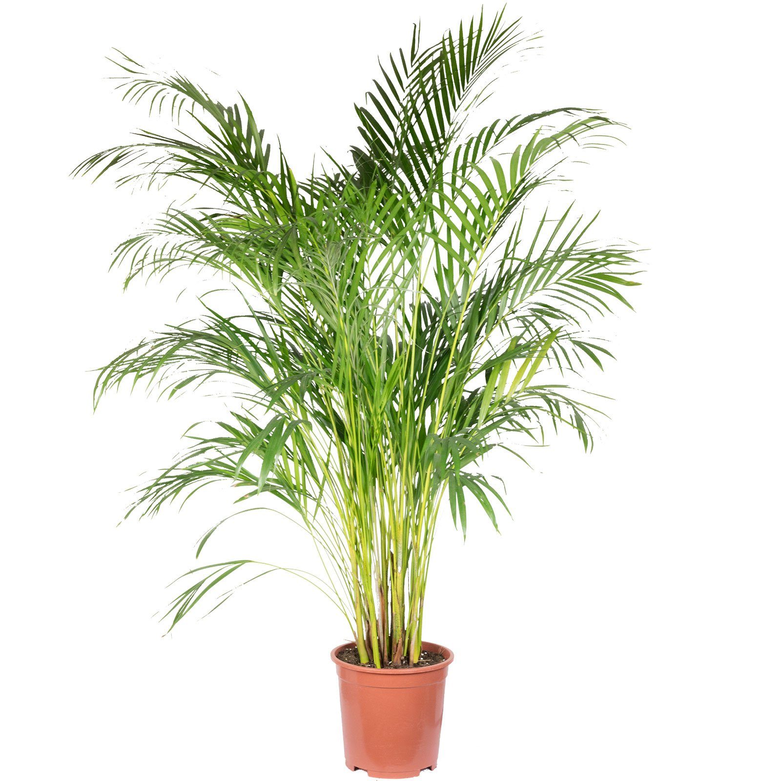 Flowerbox Zimmerpflanze Goldfruchtpalme - Areca Dypsis Lutescens, - Höhe ca. 120 cm, Topf-Ø 24 cm