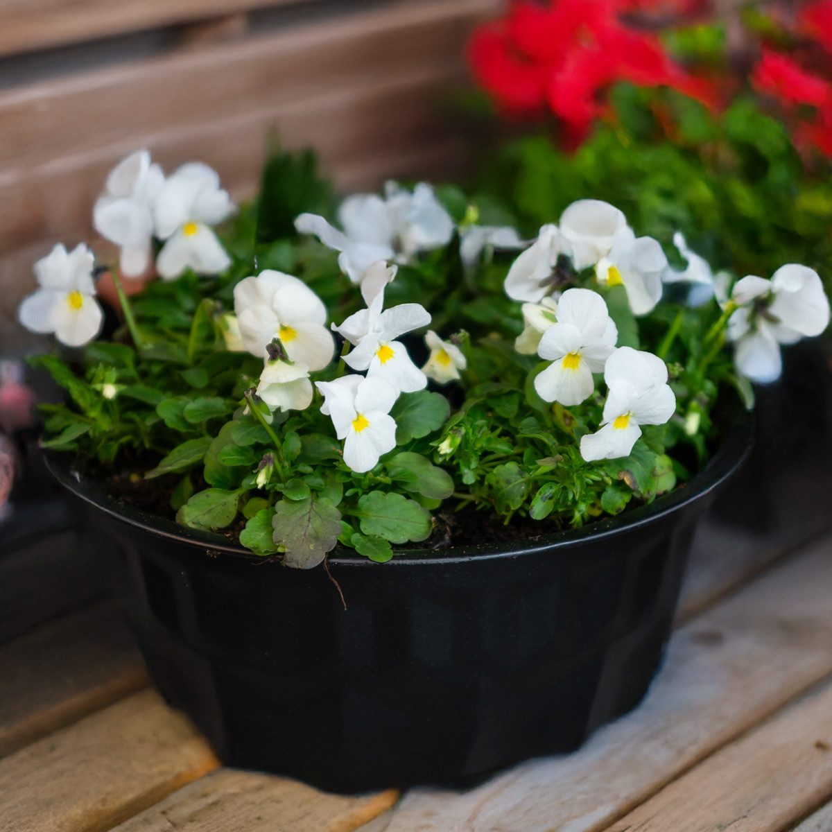 Florists Products Übertopf Küchendeko Gugelhupf Schwarz Metall Ø23cm Blumendeko