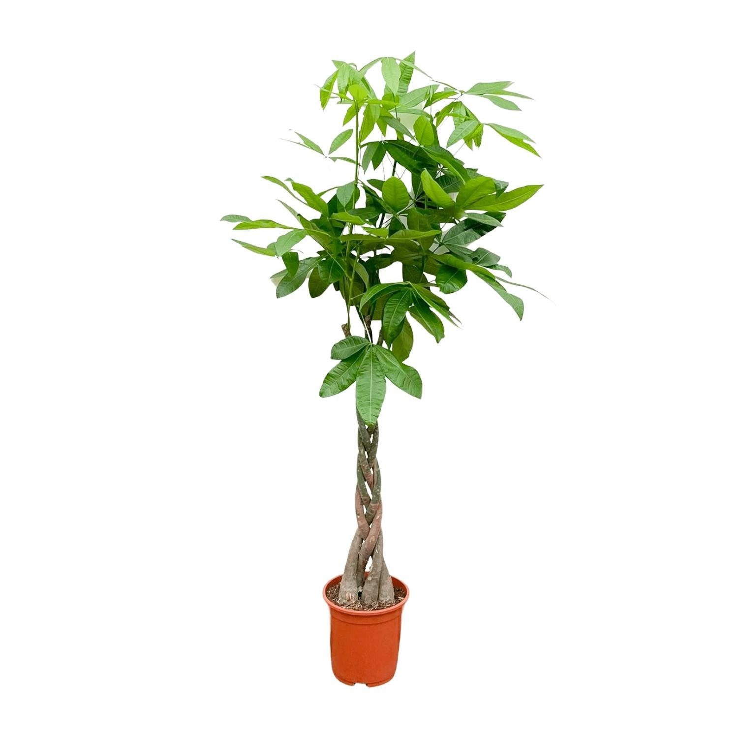 Florora Zimmerpflanze Pachira Aquatica – Glückskastanie – 150 cm – Topf 27 cm