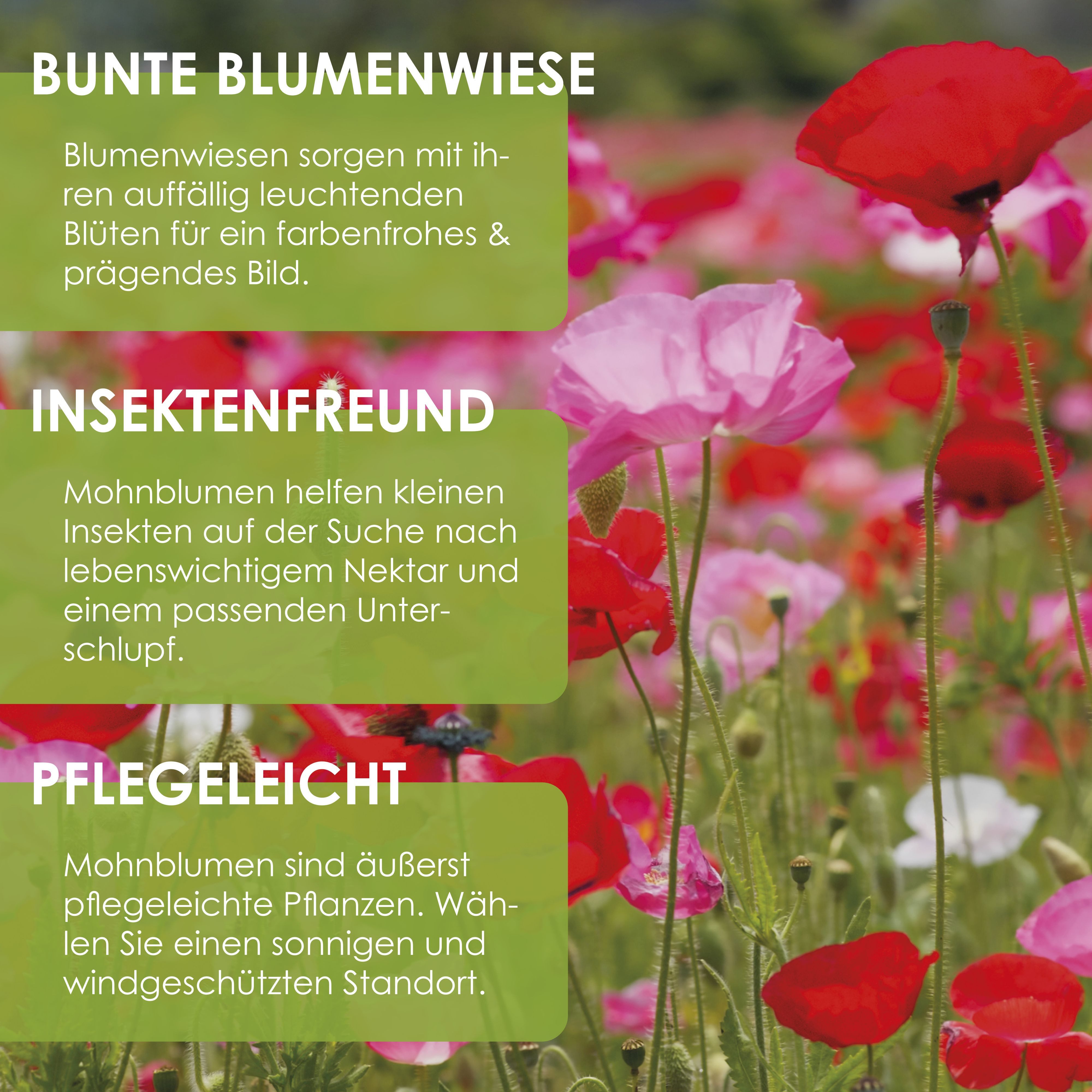 HappySeed Blumensamen Klatschmohn Samen - Papaver rhoeas (Mix), Klatschmohn – Bild 2 von 5