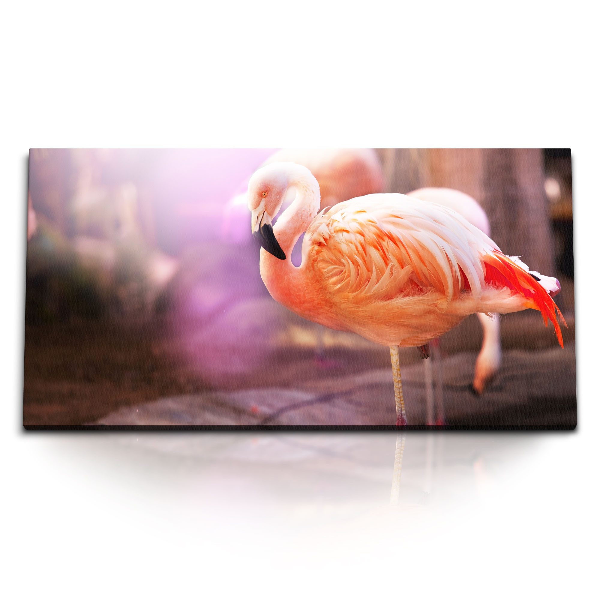 Leinwandbild Kunstdruck Bilder 120x60cm Flamingo Tierfotografie Vogel Rosa Federkle