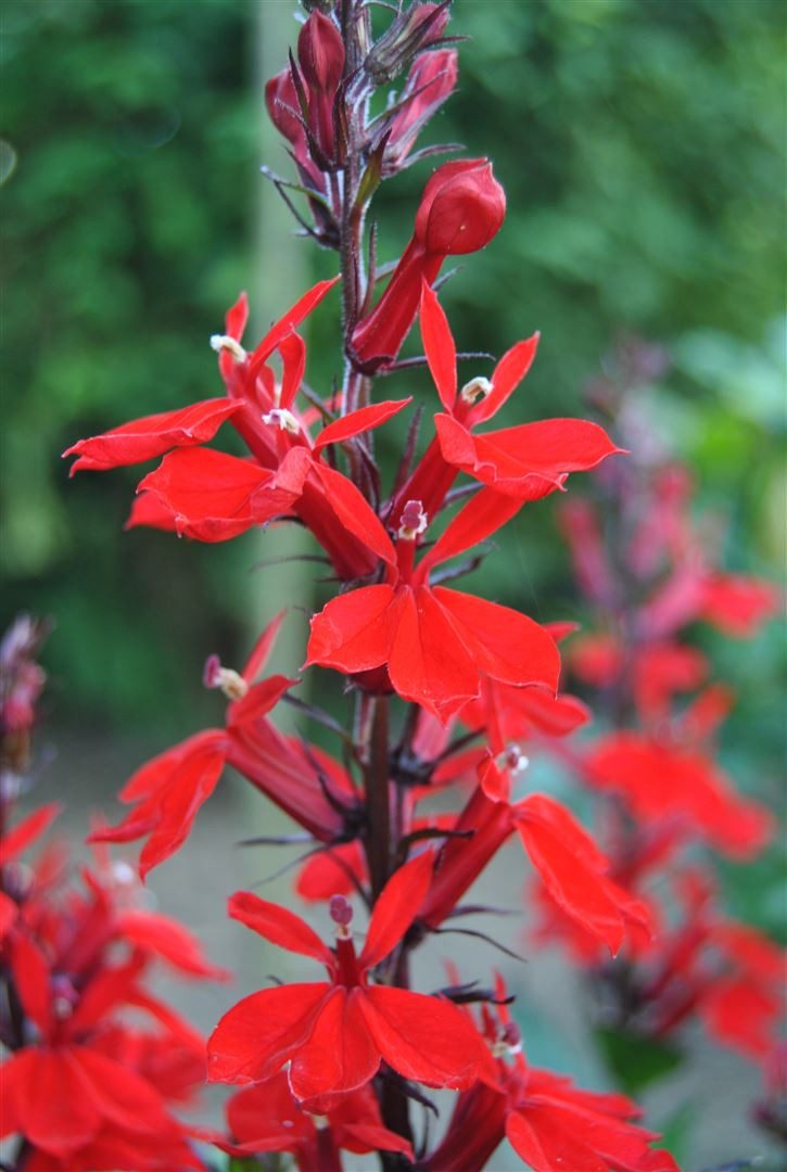 Pflanzen für Dich Staude Lobelia cardinalis, 1 St., Kardinalslobelie, Prachtlobelie