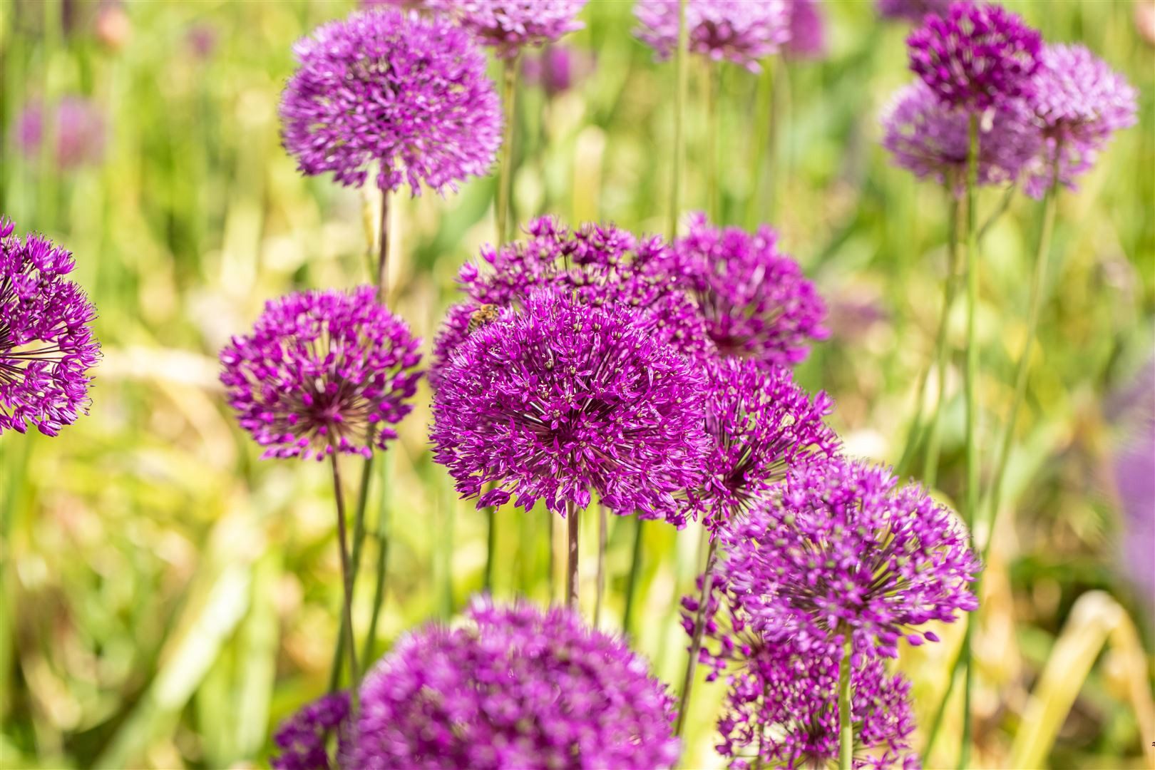 Pflanzen für Dich Staude Allium aflatunense Purple Sensation, 1 St., Zierlauch, Purpur-Lauch