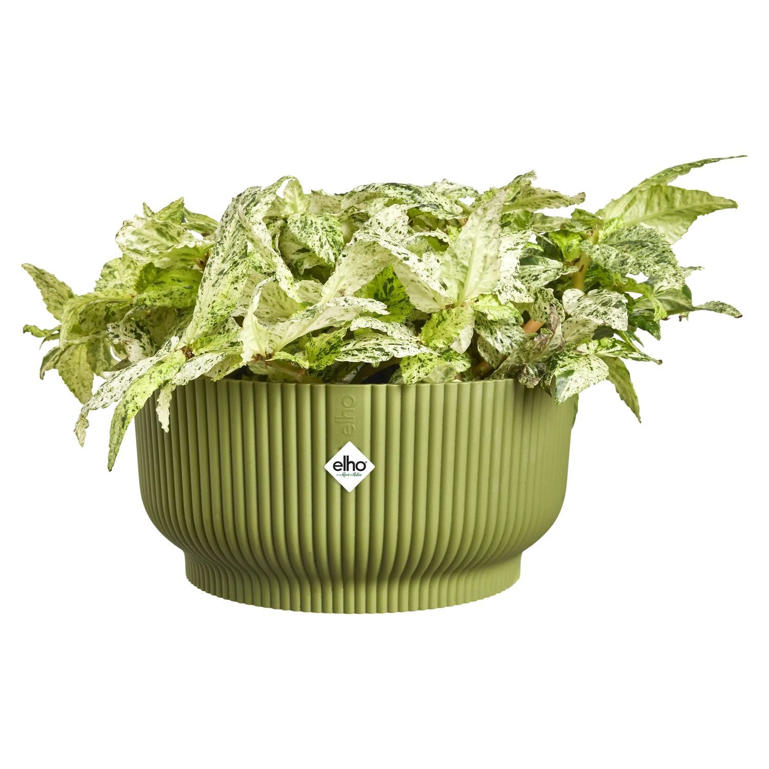 Elho Pflanzschale Pflanzschale Vibes fold ferngrün