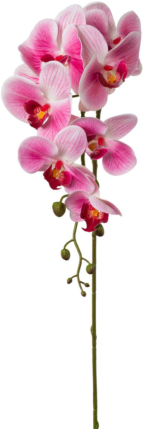 Kunstblume Orchidee Phalaenopsis Orchidee Phalaenopsis, Creativ green, Höhe günstig online kaufen