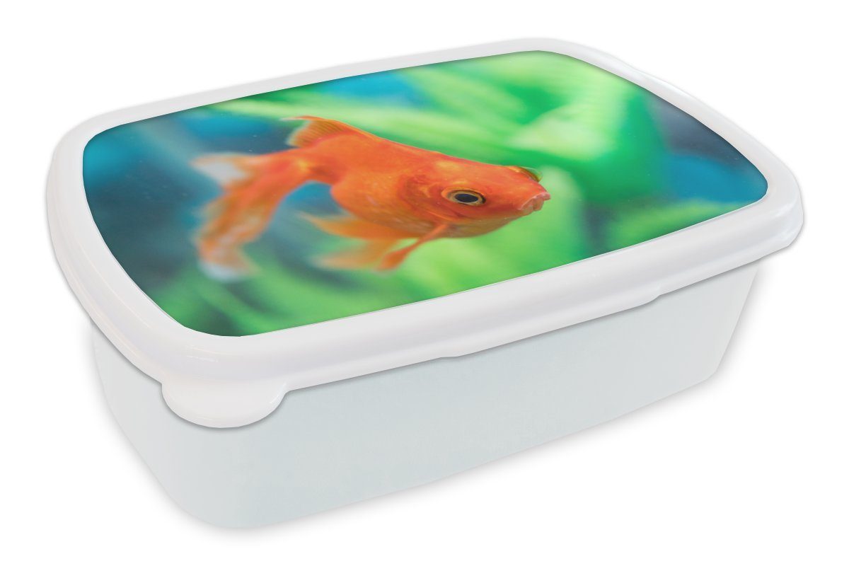 MuchoWow Lunchbox Goldfisch in einem Süßwasseraquarium, Kunststoff, (2-tlg), Brotbox für Kinder und Erwachsene, Brotdose, für Jungs und Mädchen weiß