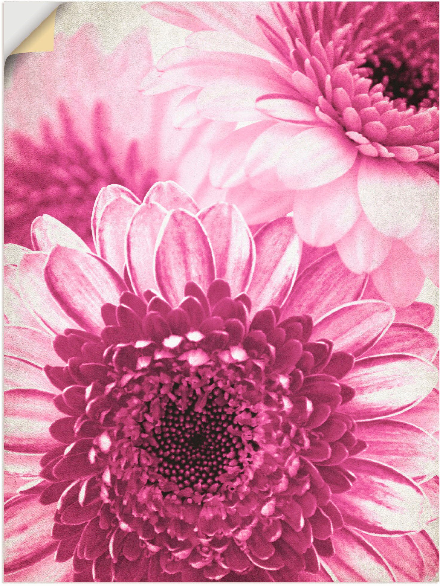 Artland Wandbild Pinke Gerbera, Blumen (1 St), als Leinwandbild, Wandaufkleber oder Poster in versch. Größen