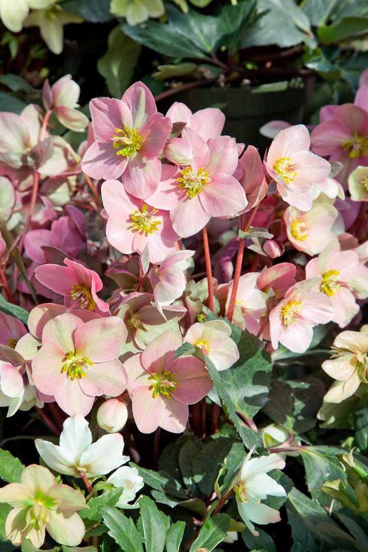 Pflanzen für Dich Staude Helleborus Pink Frost, 1 St., Christrose, Lenzrose