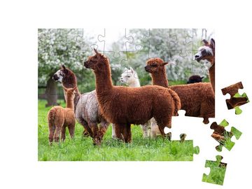 puzzleYOU Puzzle Alpaka-Herde, südamerikanische Säugetiere, 48 Puzzleteile, puzzleYOU-Kollektionen Alpakas, Exotische Tiere & Trend-Tiere