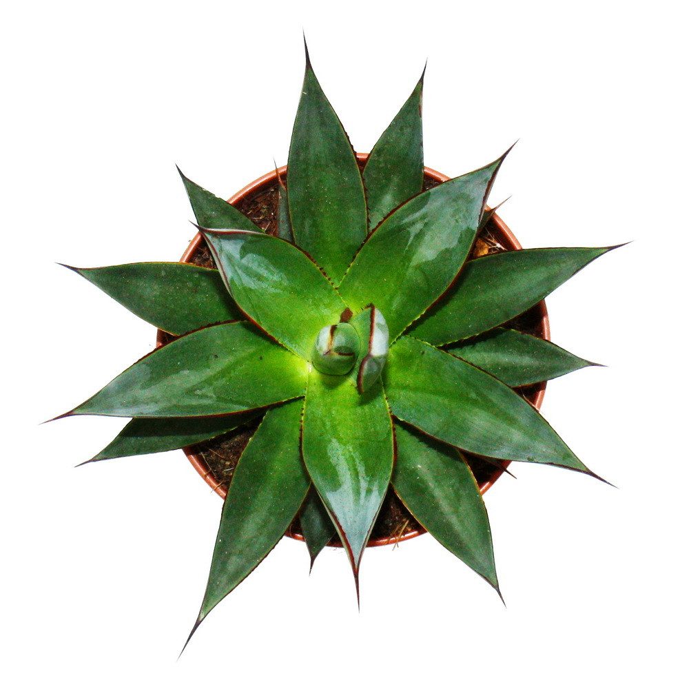 Exotenherz Kaktus Agave "Shaka Zulu" - 15cm Topf - sukkulente Zimmerpflanze