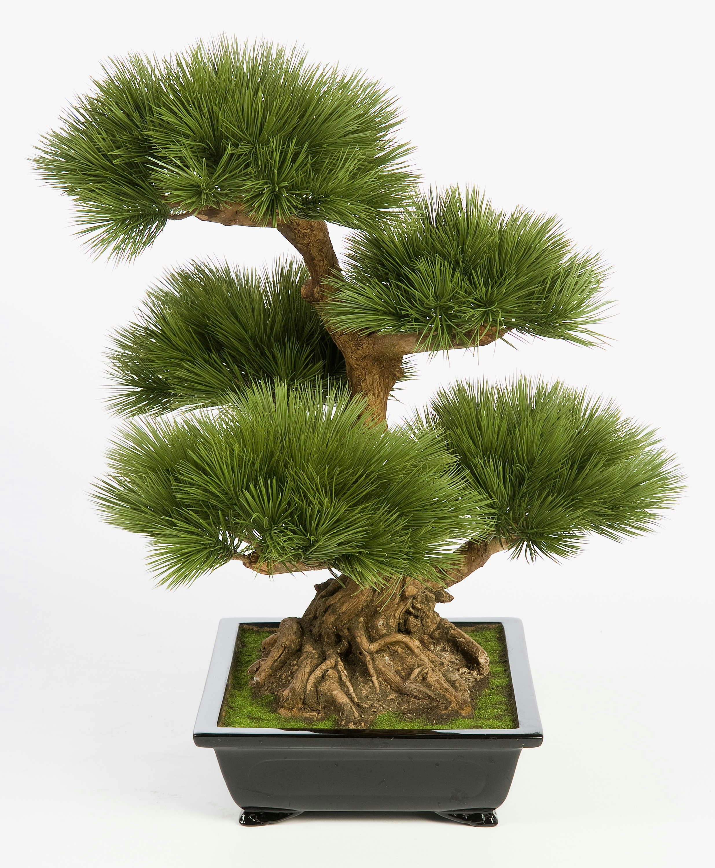 Kunstbonsai Künstlicher Bonsai Pinie in Bonsaischale, 125 Nadelzweige, 70cm Pinie, artplants, Höhe 70.0 cm