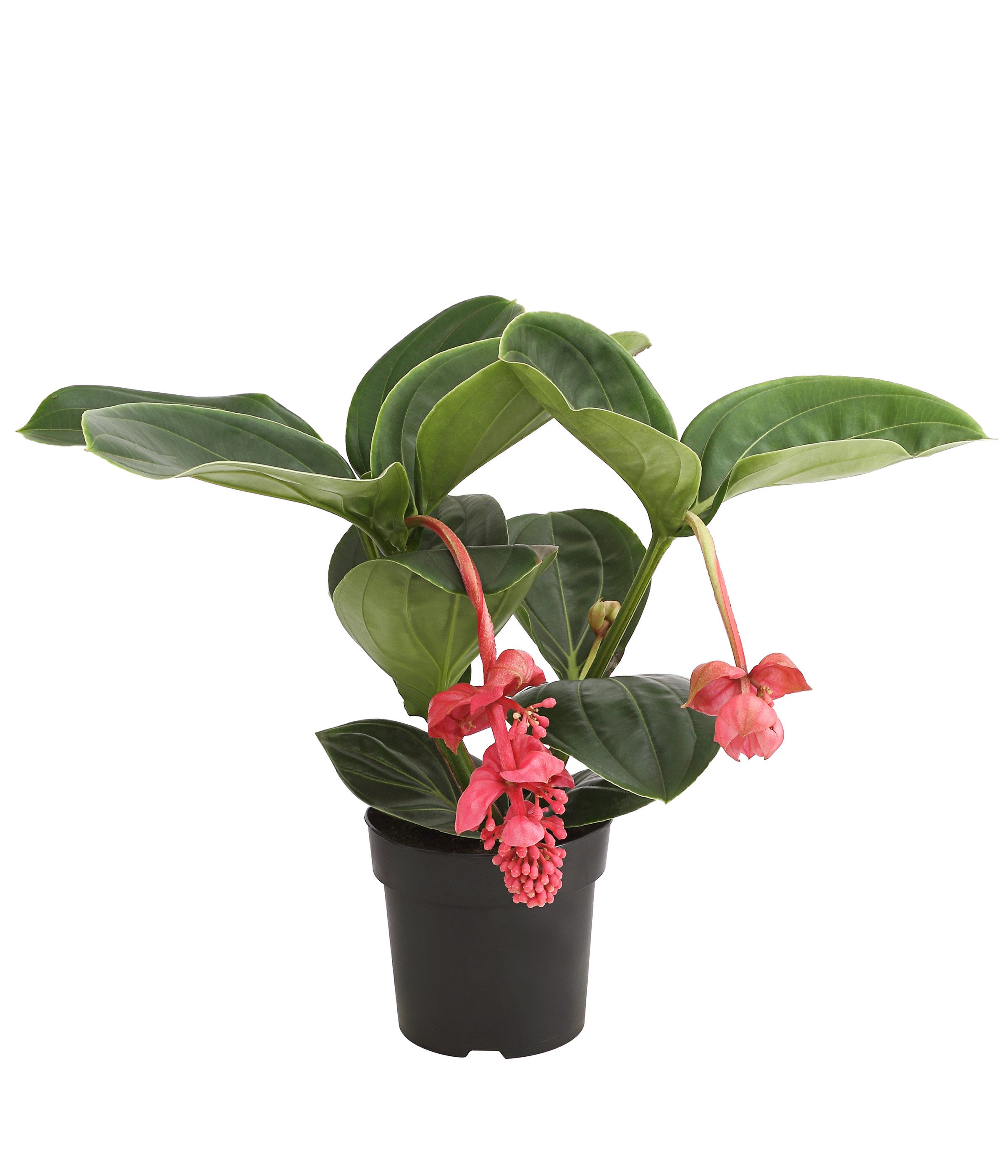Dehner Zimmerpflanze Medinille Lambada, Medinilla, Ø 40 - 60 cm, überhängen günstig online kaufen