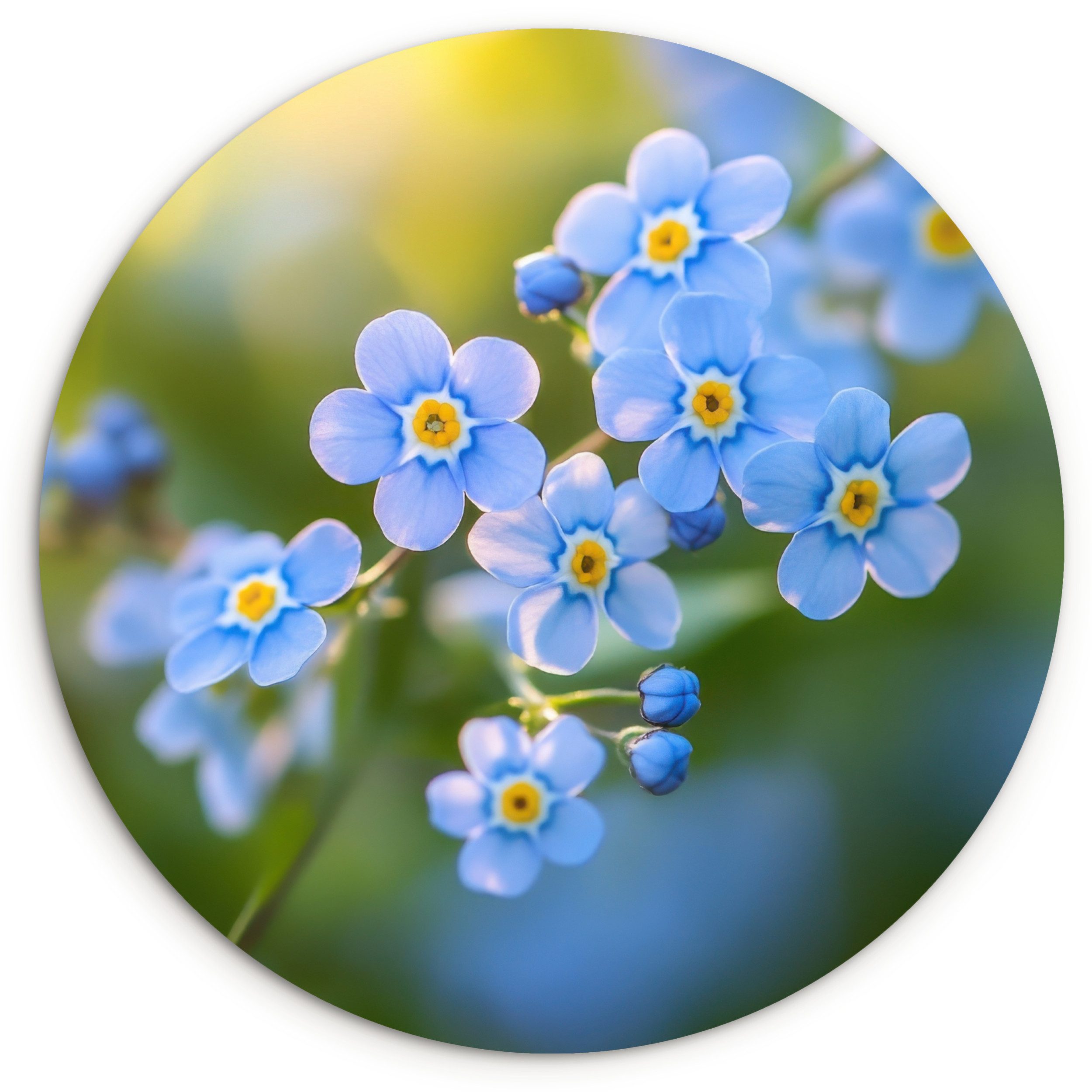 MuchoWow Gemälde Blumen - Blau - Vergissmeinnicht, Fotodruck (1 St), Kreis Wanddekoration, Rundes Wandbild, 30x30 cm