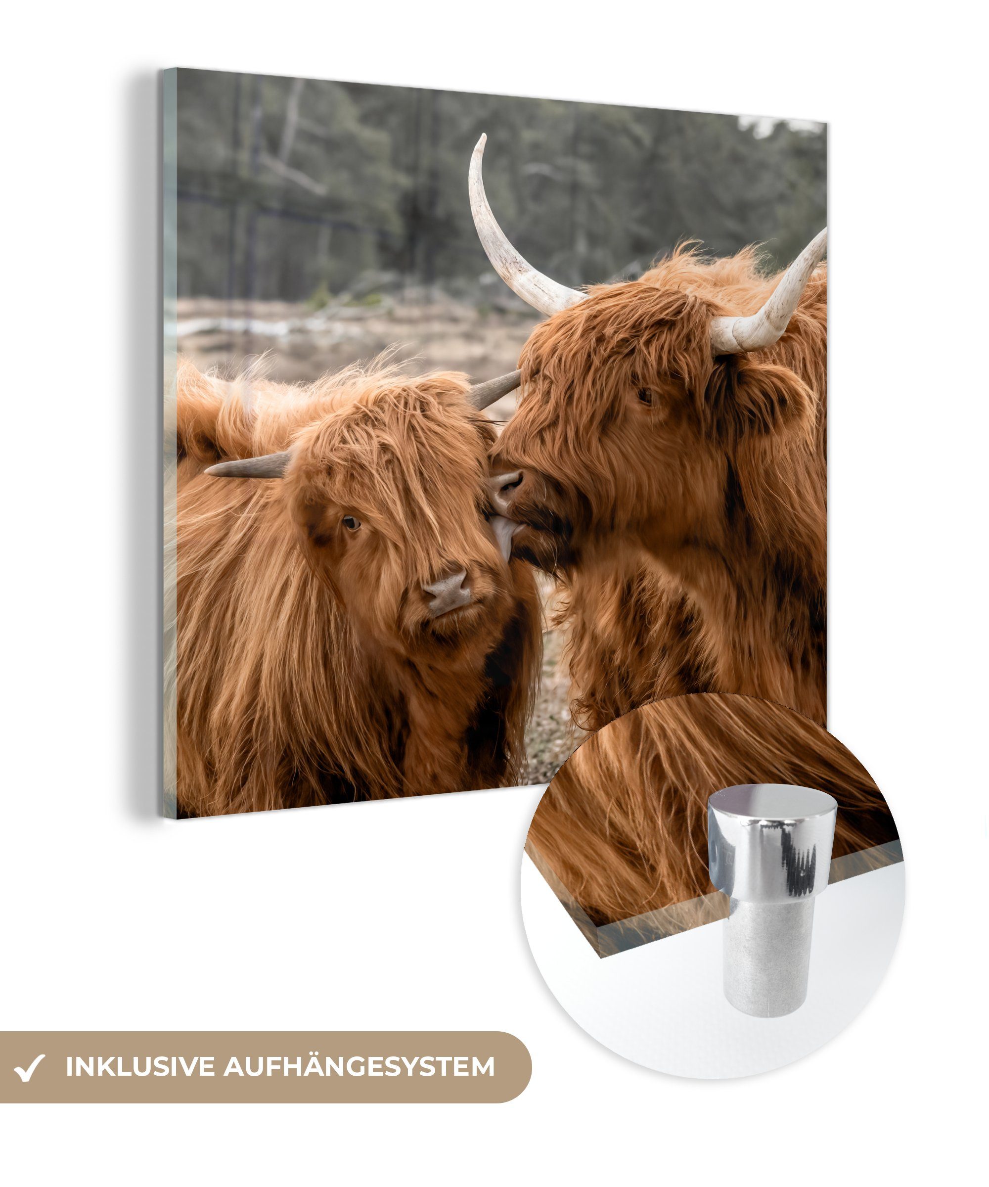 Bilder Glas Highlander Schottischer - (1 Wandbild MuchoWow Wanddekoration Foto - - auf bunt Kuh St), - - Acrylglasbild Glasbilder Tiere, auf Glas