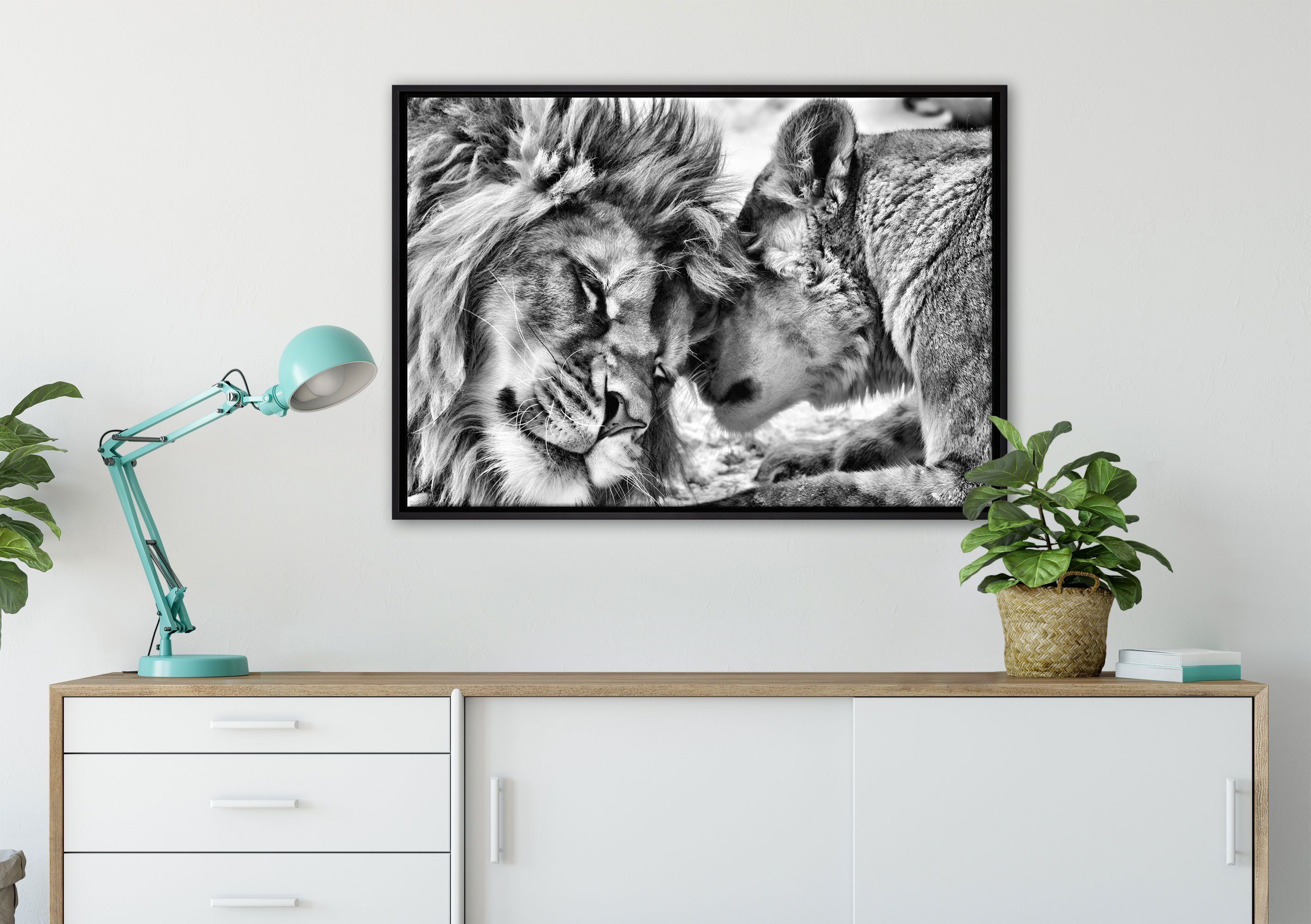 Pixxprint Leinwandbild Löwen, bespannt, fertig Wanddekoration gefasst, St), (1 in Kuschelnde Schattenfugen-Bilderrahmen einem inkl. Zackenaufhänger Leinwandbild