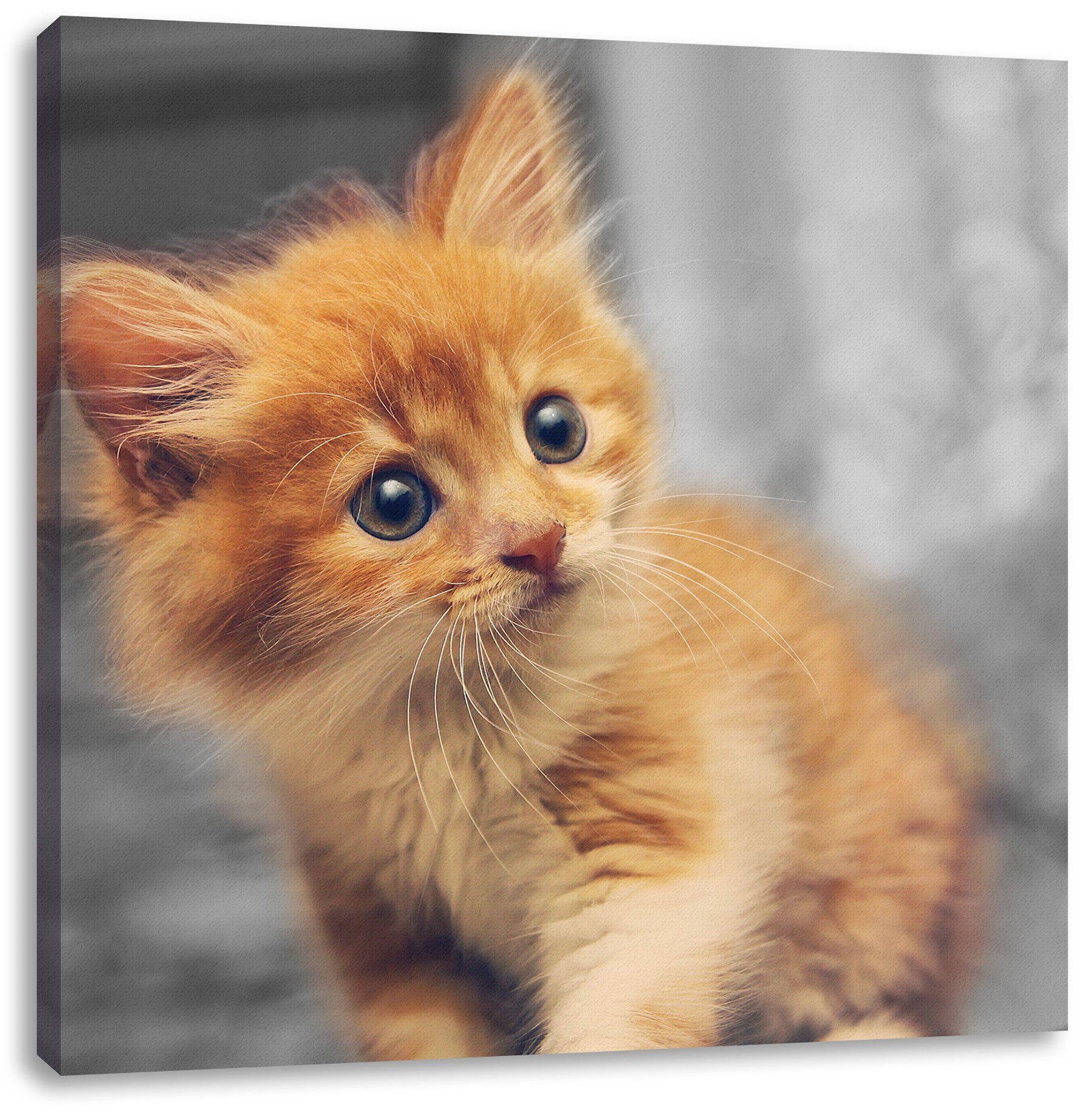Pixxprint Leinwandbild Neugieriges Kätzchen, Neugieriges Kätzchen (1 St), Leinwandbild fertig bespannt, inkl. Zackenaufhänger