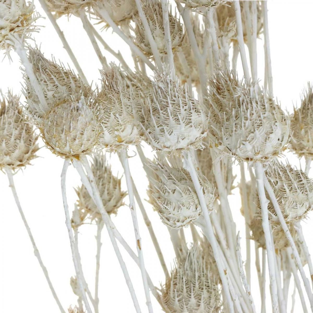 Trockenblume Weiße Trockenblumen Erdbeerdistel Dekoration 100g, günstig online kaufen
