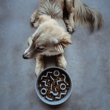 DISTRICT 70 Futterspender Anti-Schling-Napf für Hunde Bambus 28 cm Eisblau