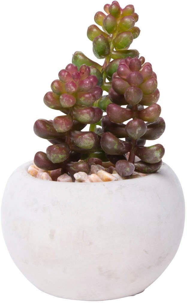 Kunstkaktus Sukkulenten Sukkulente, Botanic-Haus, Höhe 10 cm günstig online kaufen