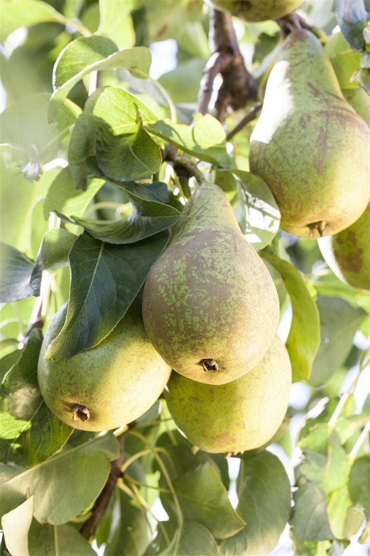Pflanzen für Dich Obstpflanze Pyrus comm. 'Conferencebirne', 1 St., Conference-Birne, Birne, saftig, süßlich