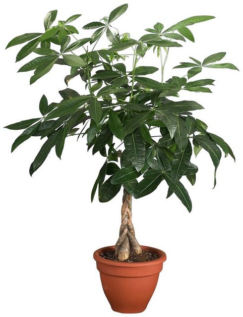 Dominik Zimmerpflanze »Glückskastanie«, Höhe: 60 cm, 1 Pflanze-Otto
