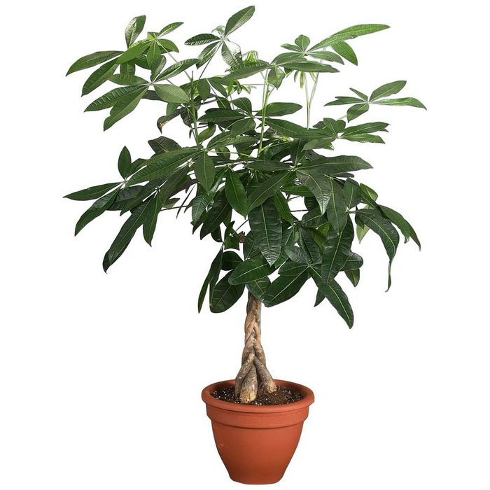 Dominik Zimmerpflanze Glückskastanie Höhe: 60 cm 1 Pflanze