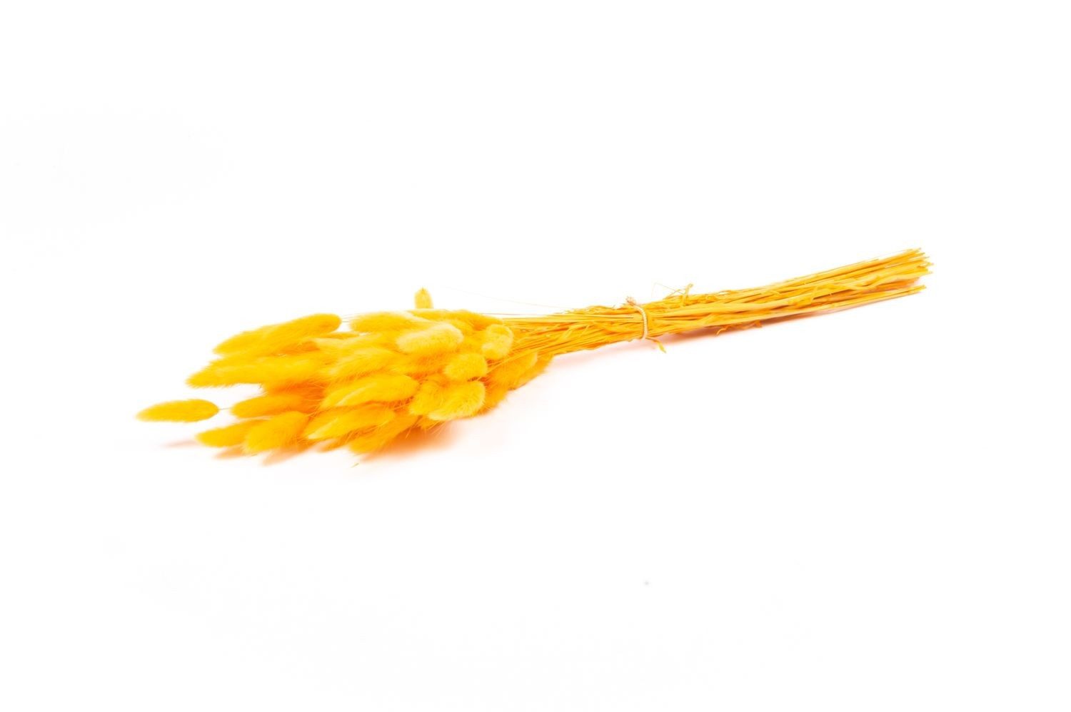 Trockenblume Lagurusgras getrocknet BORKA, Bund, orange, 55-75cm, Ø12cm, INNA-Glas, Höhe 75.0 cm