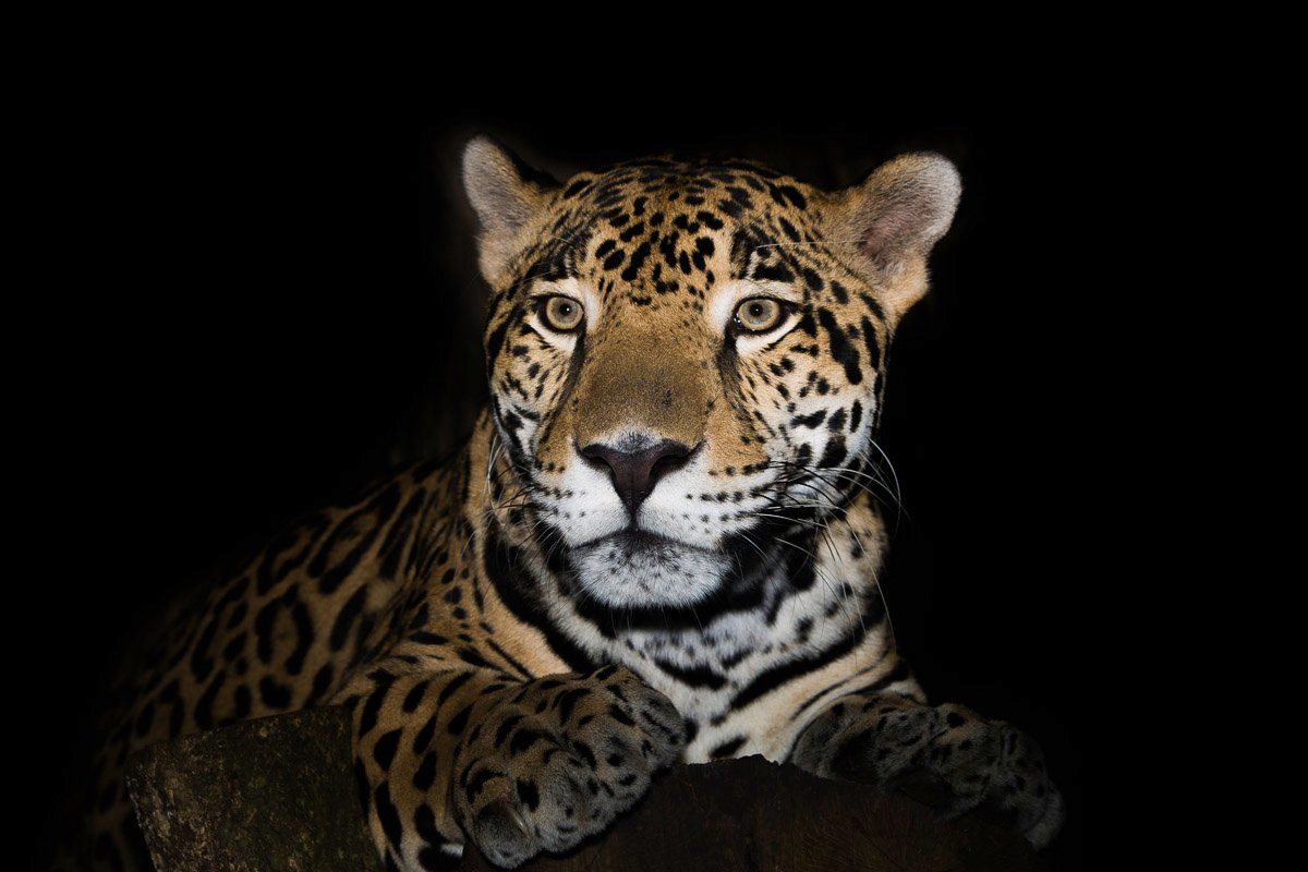 Fototapete Leopard