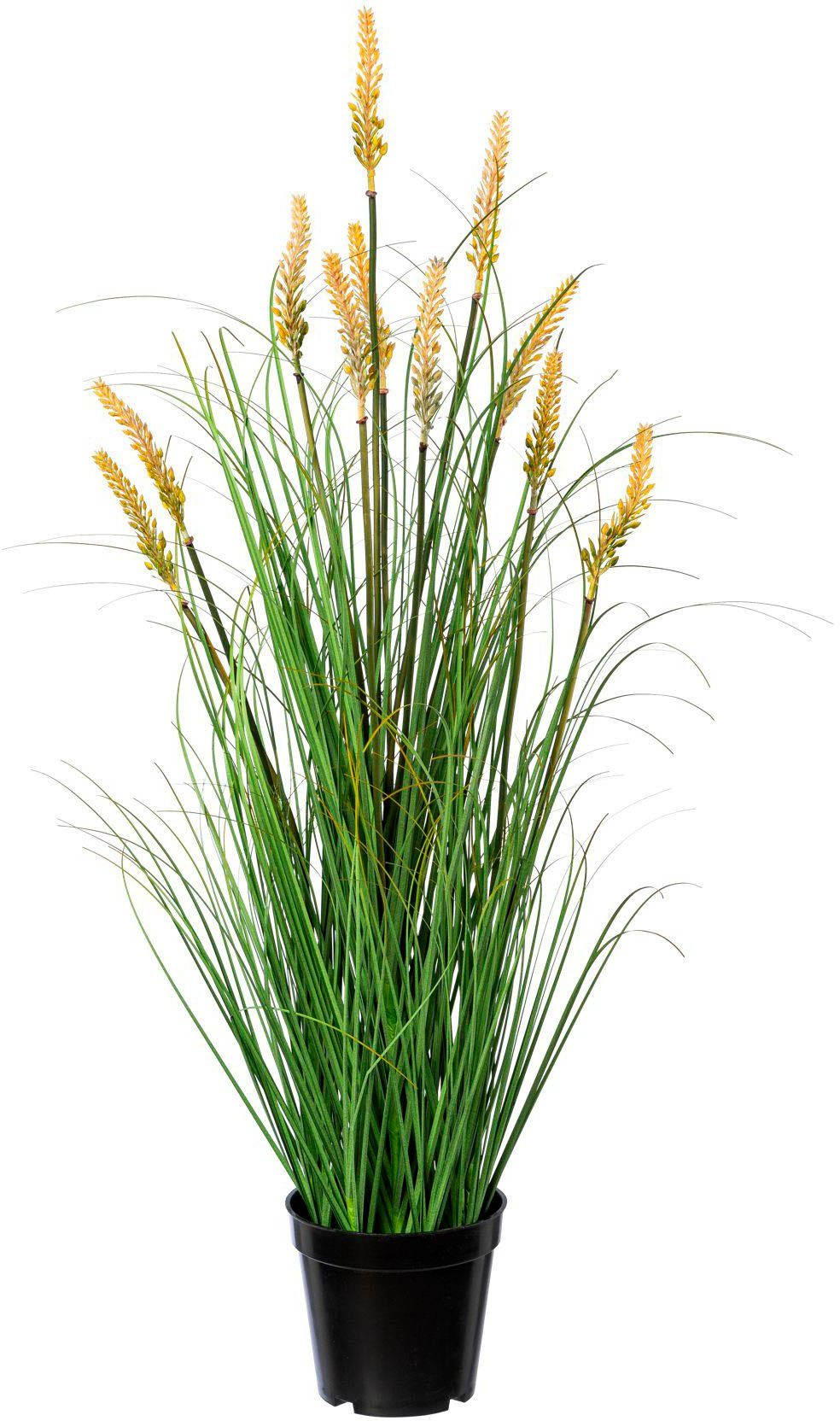 Kunstgras Grasbusch Pennisetum Gras, Creativ green, Höhe 79 cm günstig online kaufen