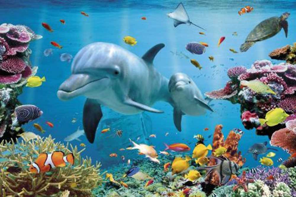 Poster Delfine - Poster - Tropische Wasserwelt