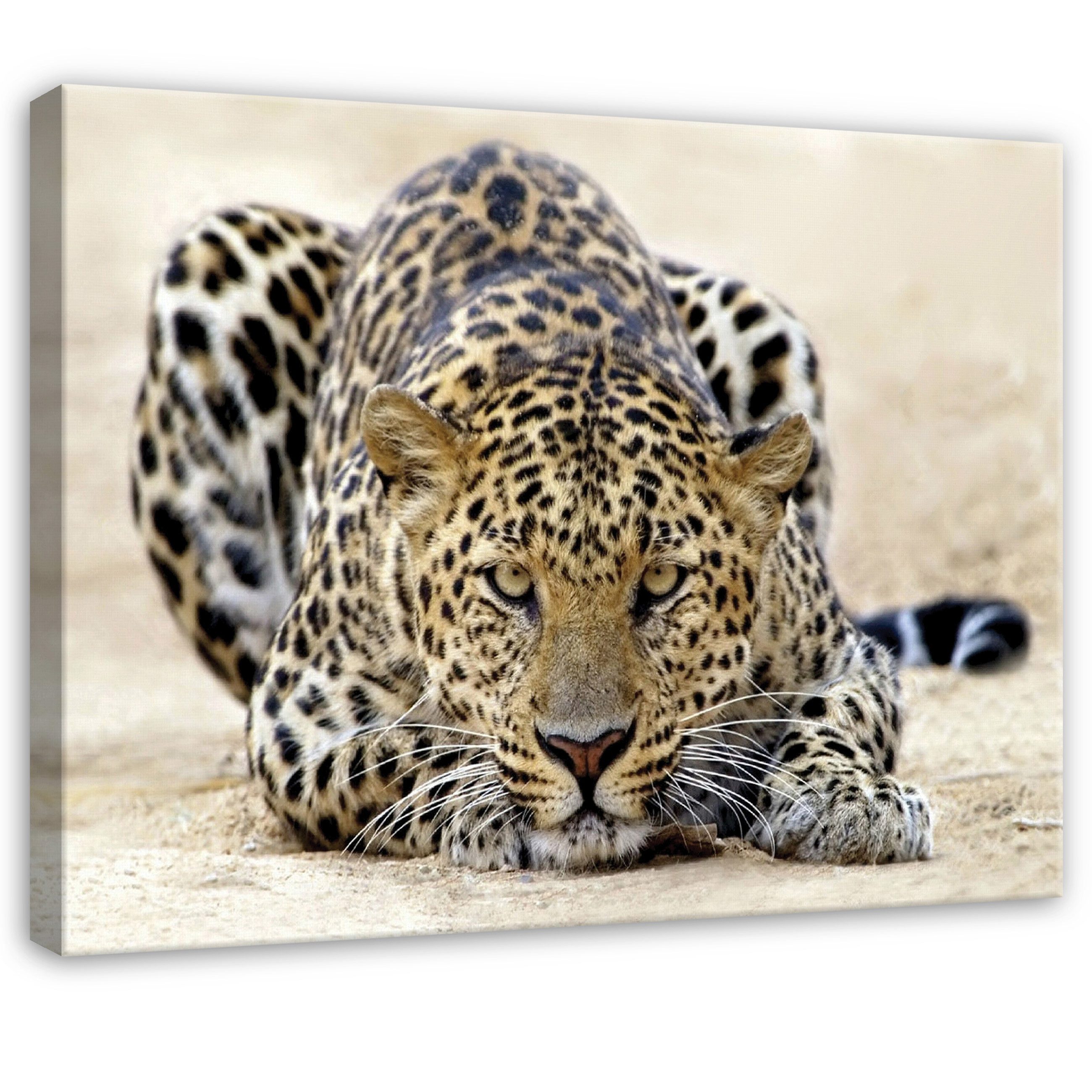 Wallarena Leinwandbild Tiger Tiere Strand Modern Wandbilder Wand Deko XXL Bilder, Tiger (groß Bilder Wohnzimmer Schlafzimmer Einteilig, 1 St), Bilder Klein Wohnzimmer Schlafzimmer Küche Wandbild Wand Deko 40x30