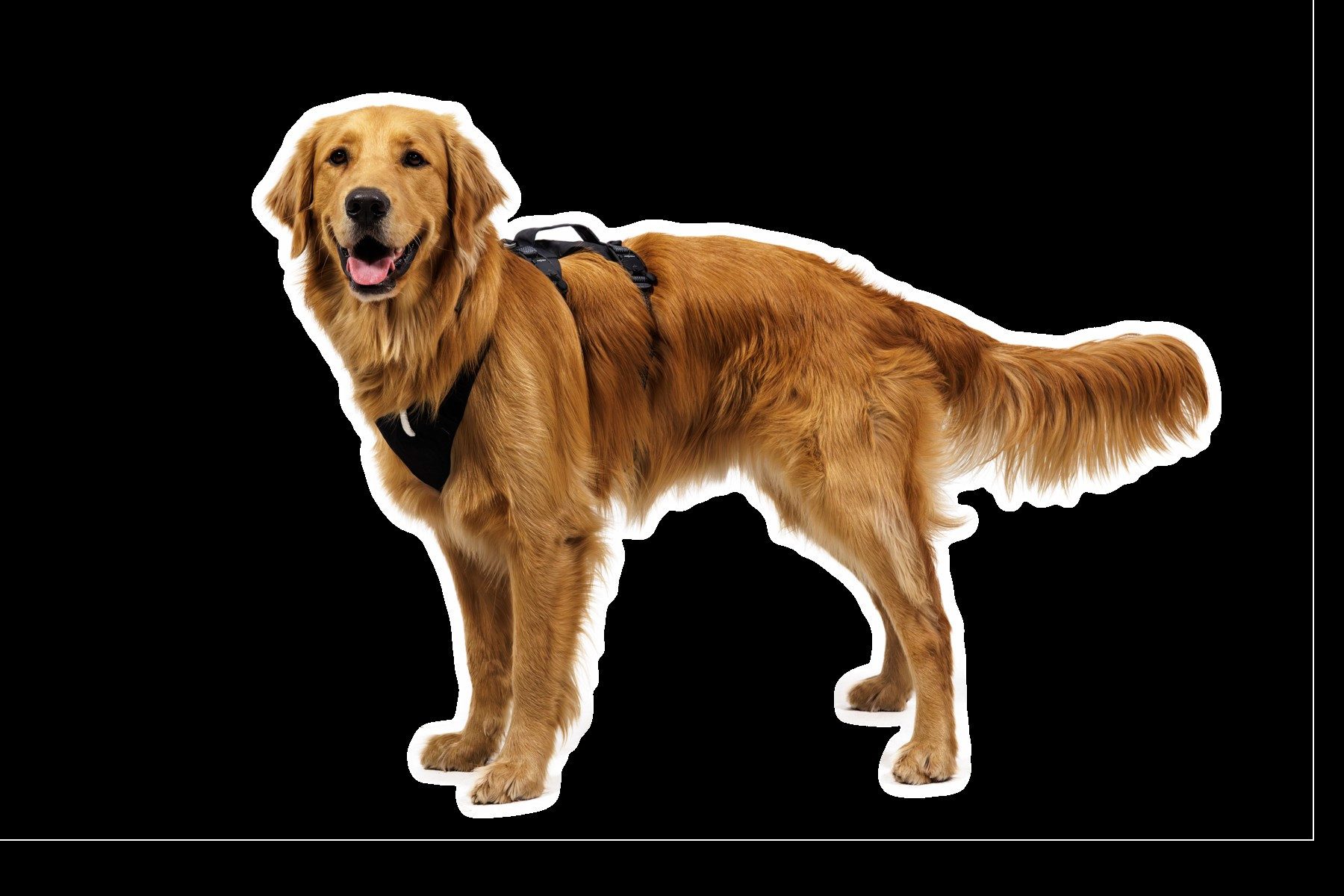 Ruffwear Hunde-Geschirr Ridgeline Harness