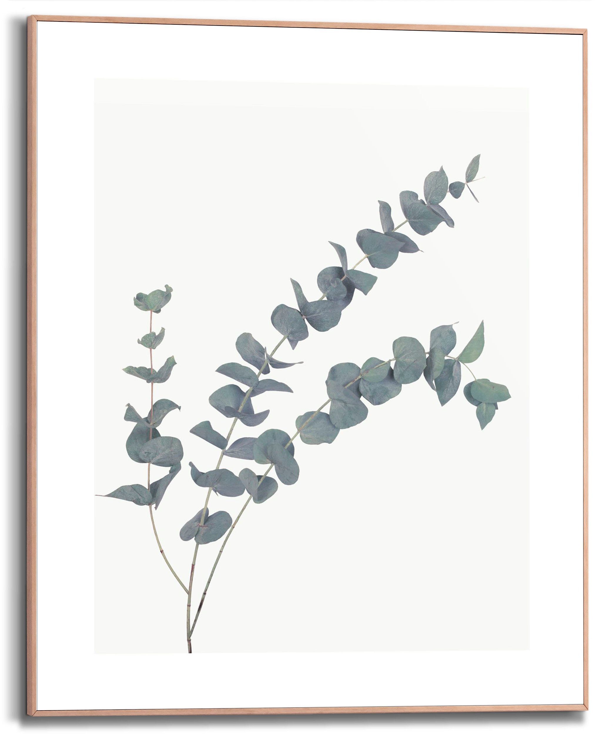 Reinders! Bild mit Rahmen Eucalyptus, (1 St) günstig online kaufen