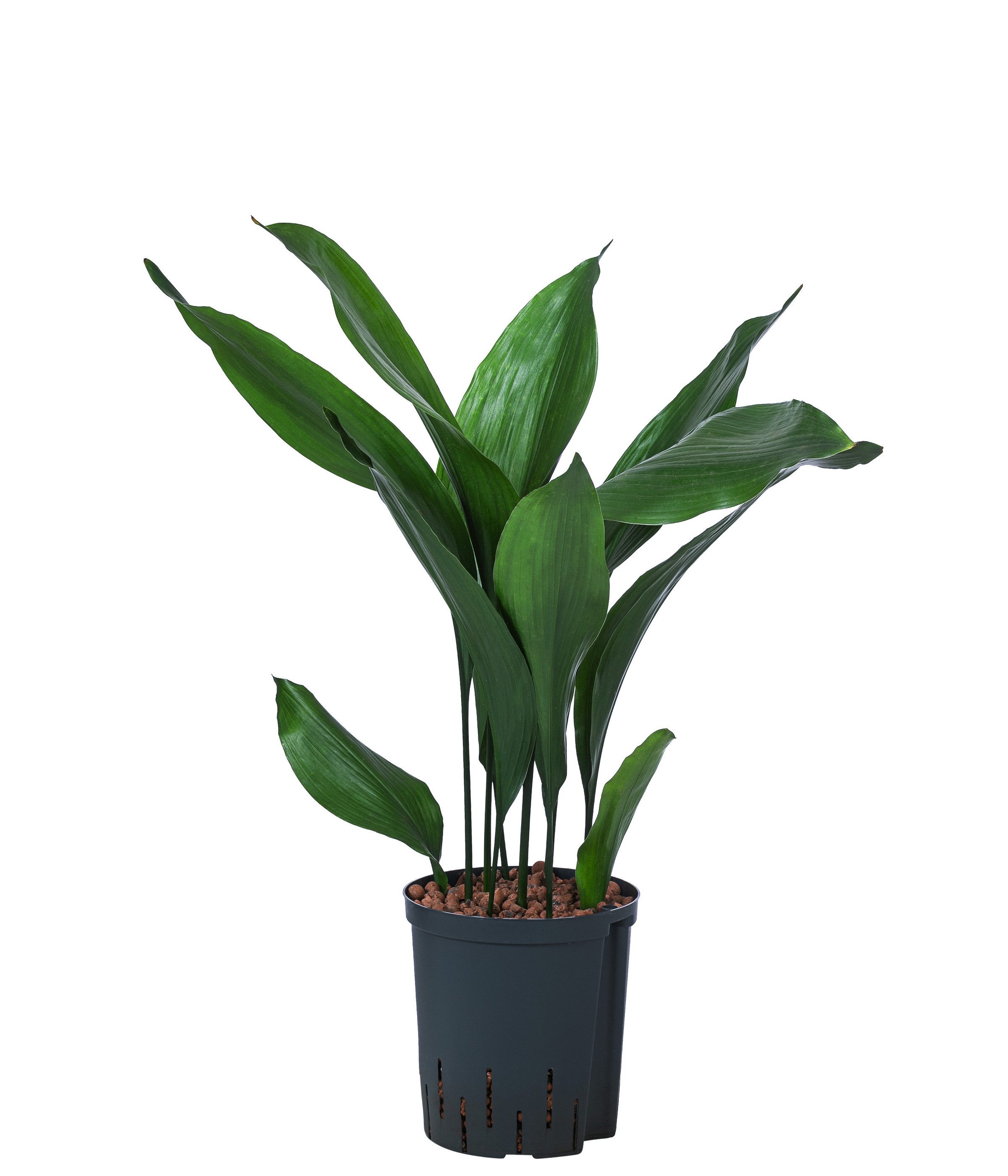 Dehner Zimmerpflanze Schusterpalme, Aspidistra elatior, in Hydrokultur, versch. Größen, pflegeleicht, inkl. Wasserstandsanzeiger