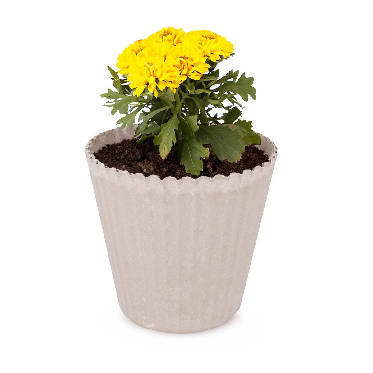 matches21 HOME & HOBBY Blumentopf Blumen-Topf günstig online kaufen
