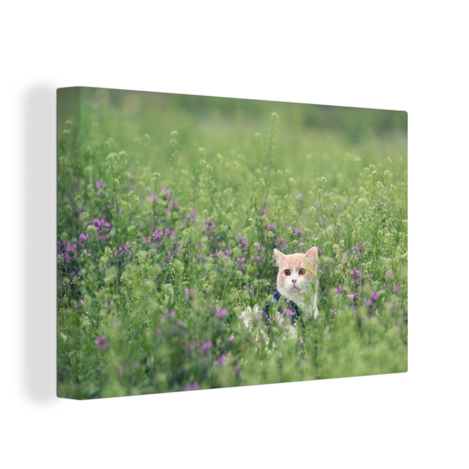 OneMillionCanvasses® Leinwandbild Katze - Blumen - Frühling, (1 St), Wandbild Leinwandbilder, Aufhängefertig, Wanddeko, 30x20 cm