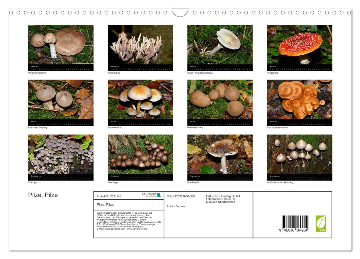 Thumbnail - CALVENDO Wandkalender Pilze, Pilze (Wandkalender 2026 DIN A3 quer), CALVENDO Monatskalender