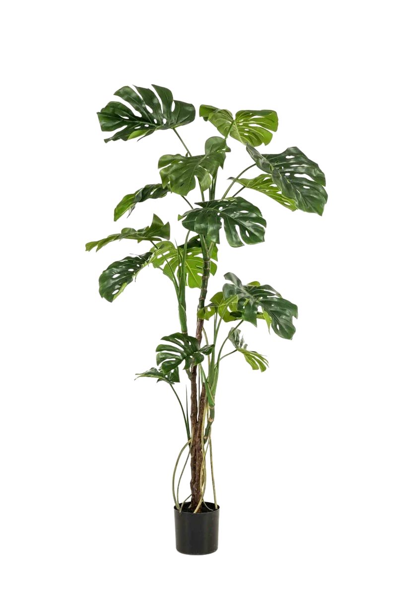 Kunstbaum Künstliche Monstera - Mogli, 180 cm, Emerald, Höhe 180 cm