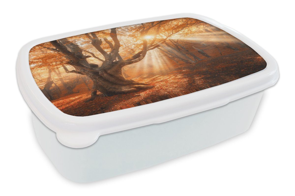 MuchoWow Lunchbox Baum - Natur - Herbst, Kunststoff, (2-tlg), Brotbox für Kinder und Erwachsene, Brotdose, für Jungs und Mädchen weiß | Lunchboxen