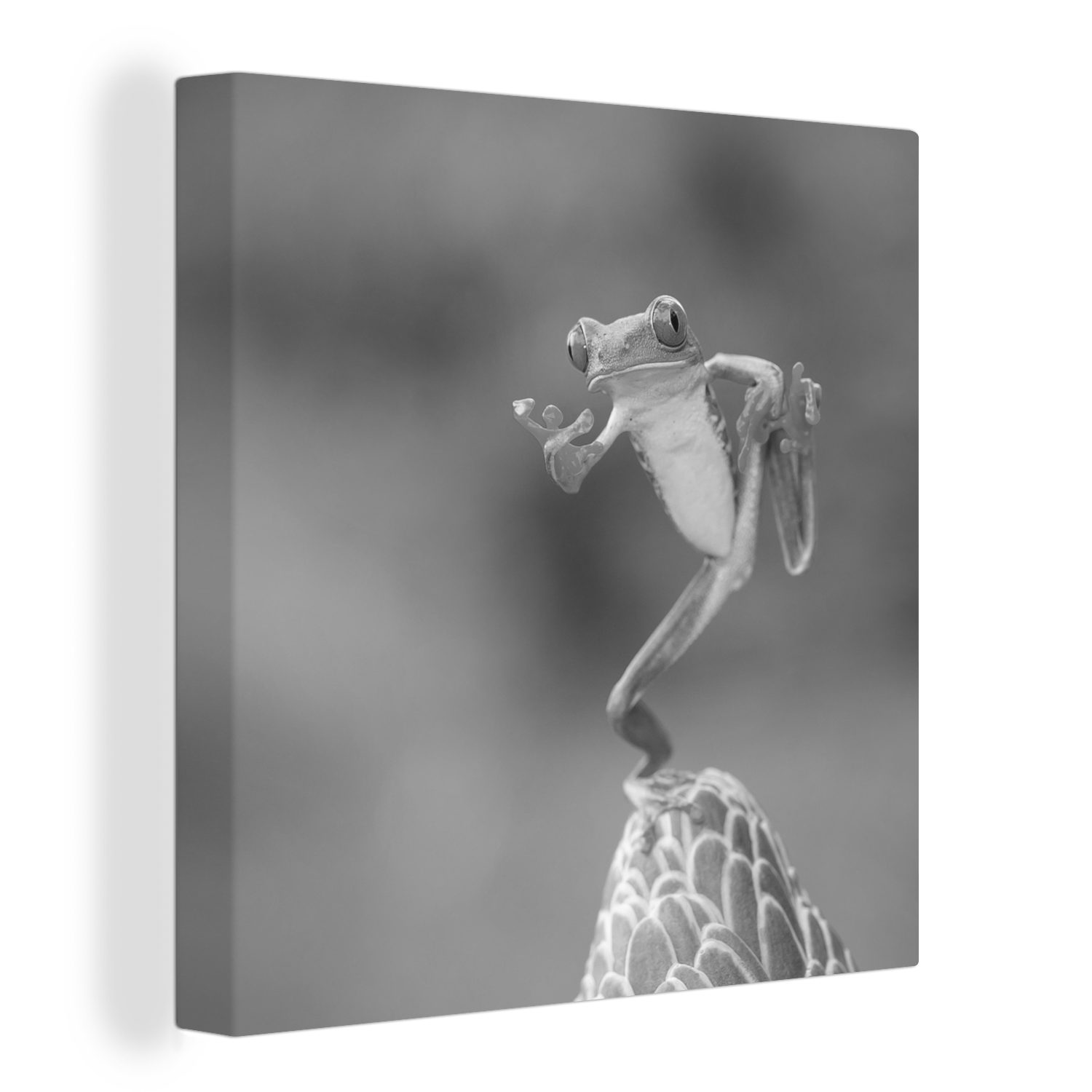 OneMillionCanvasses® Leinwandbild Der rotäugige Laubfrosch in Costa Rica in schwarz-weiß, (1 St), Leinwand Bilder für Wohnzimmer Schlafzimmer