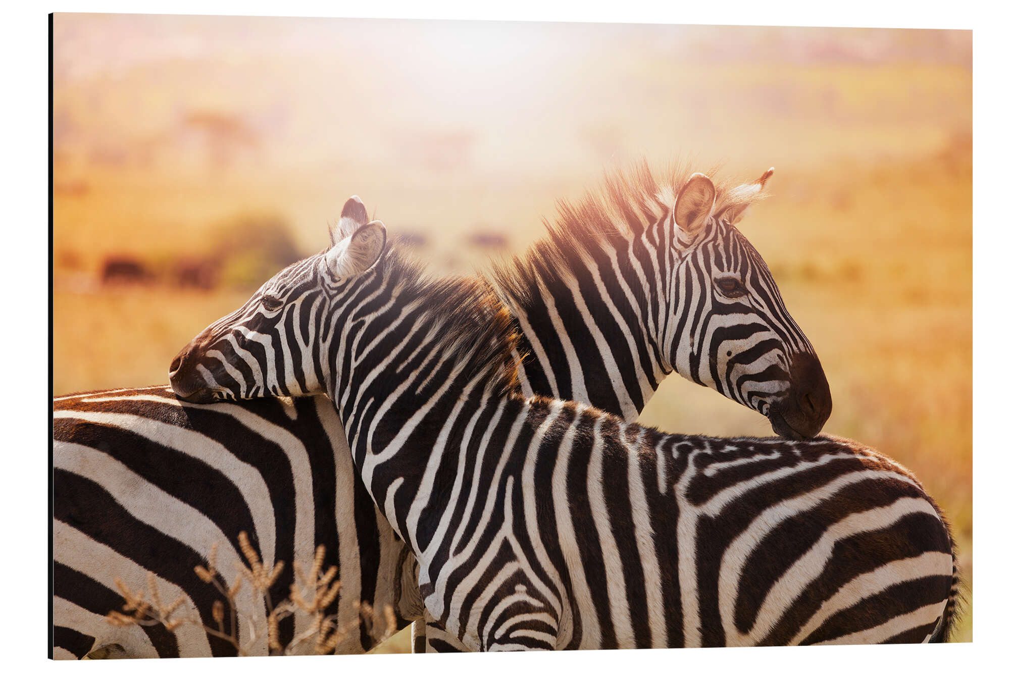 Posterlounge Wandbild Zebrastute mit Fohlen, Kenia, Editors Choice, erhältlich als Poster, Leinwandbild, Wandsticker oder Acrylglasbild