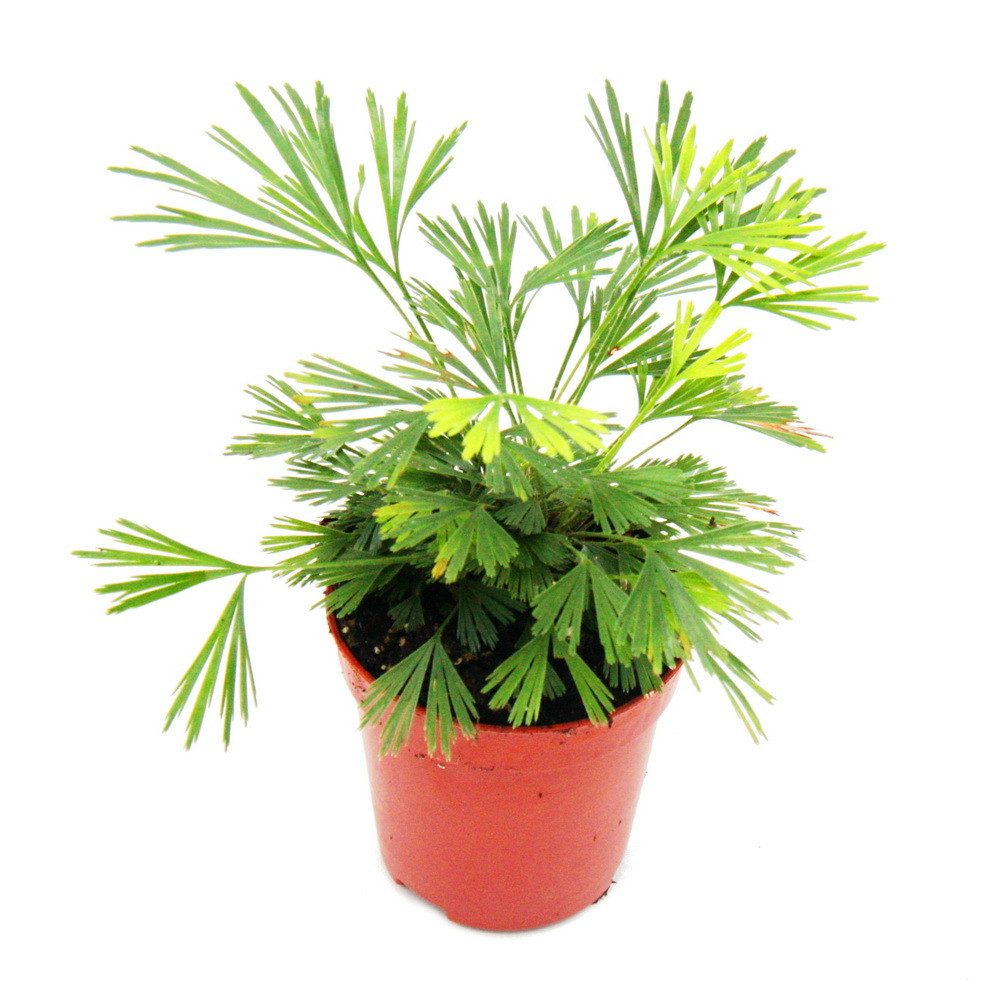 Exotenherz Zimmerpflanze Mini-Pflanze Actiniopteris australis Palmwedelfarn günstig online kaufen