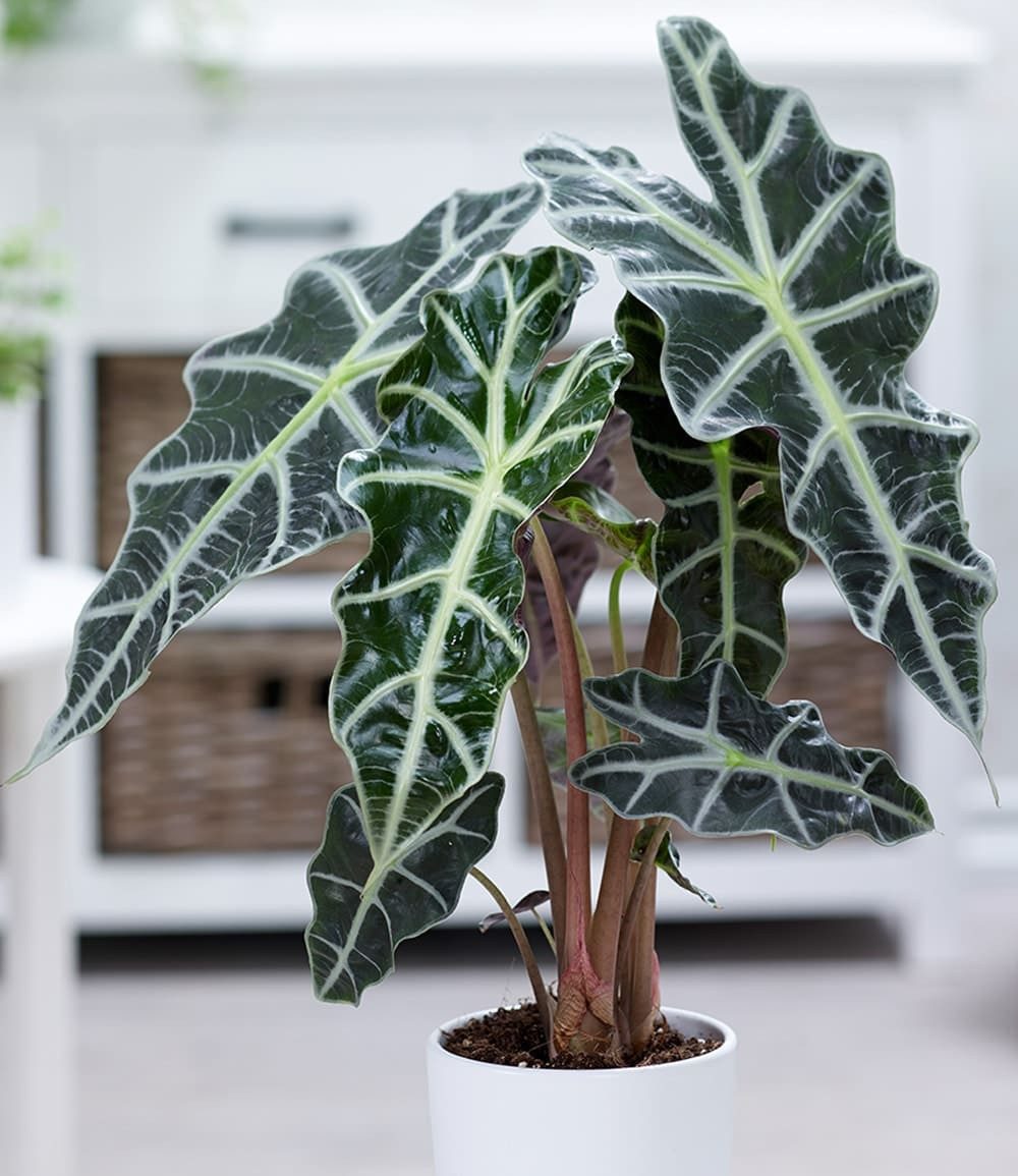BALDUR Garten Zimmerpflanze Alocasia Polly, 1 St., Aronstabgewächs, pflegeleicht