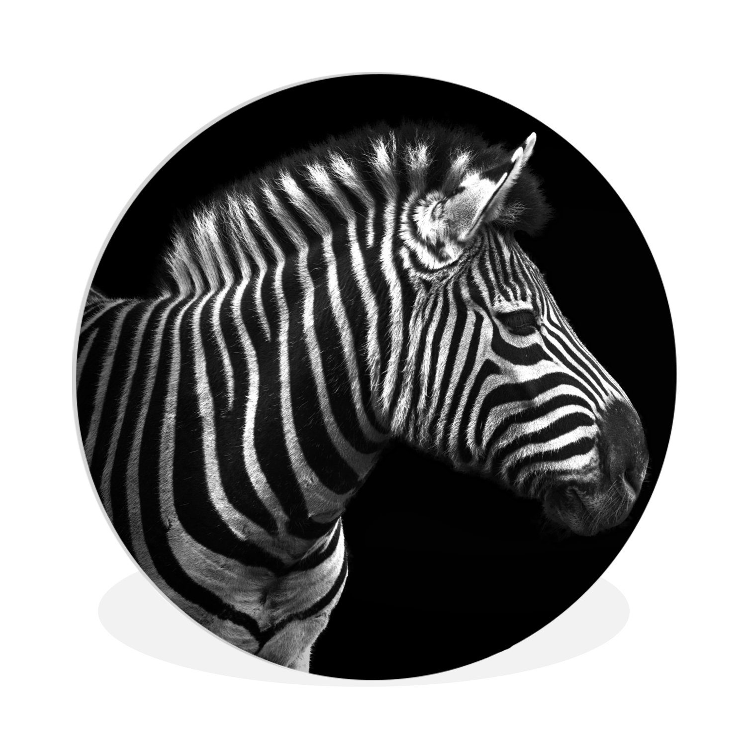 MuchoWow Gemälde Zebra - Schwarz - Weiß - Porträt - Tiere, (1 St), Kreis Wanddekoration Forex, Rundes Wandbild, Wohnzimmer, 30x30 cm